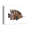 Neutral Fish With Pointy Nose 16" x 12" Canvas Wall Art